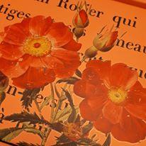 Coral - Extended Collection