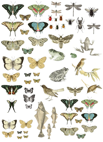 Entomology Etcetera Decor Transfer - Iron Orchid Designs