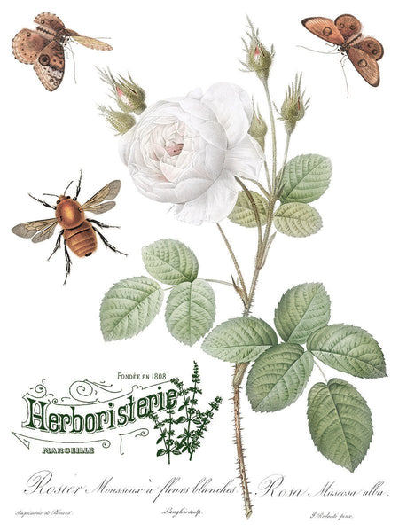 Brocante Decor Transfer - Iron Orchid Designs