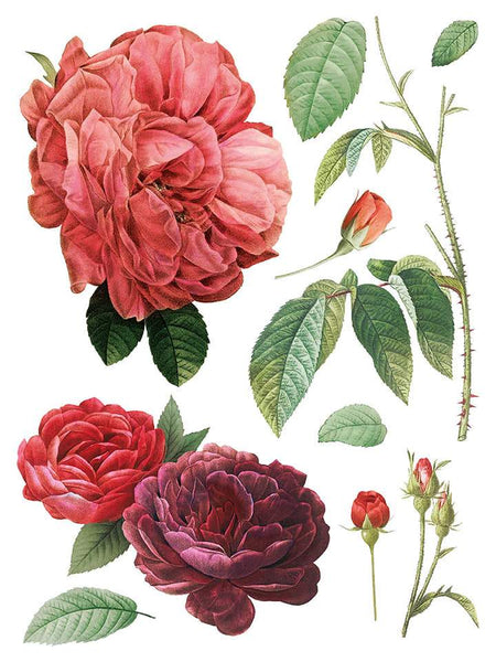 Redoute II Decor Transfer - Iron Orchid Designs