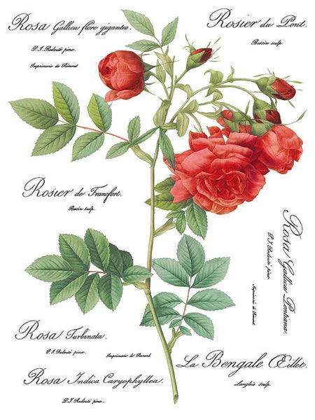 Redoute II Decor Transfer - Iron Orchid Designs