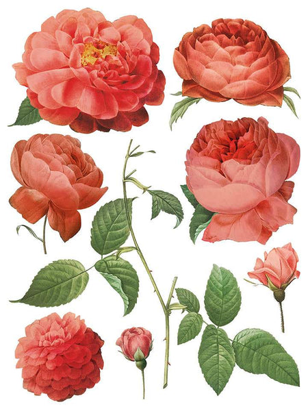 Redoute II Decor Transfer - Iron Orchid Designs