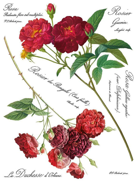 Redoute II Decor Transfer - Iron Orchid Designs