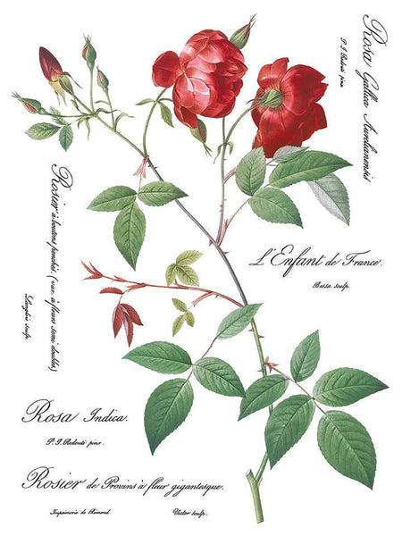 Redoute II Decor Transfer - Iron Orchid Designs