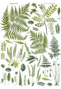 Fronds Botanical Decor Transfer - Iron Orchid Designs