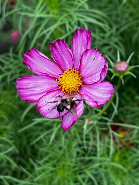 Cut Flower Garden Kit w/ Zinnia, Cosmo, and Sunflower seeds