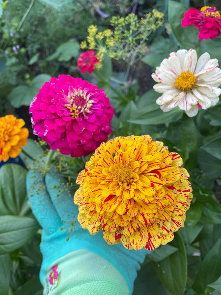 Cut Flower Garden Kit w/ Zinnia, Cosmo, and Sunflower seeds