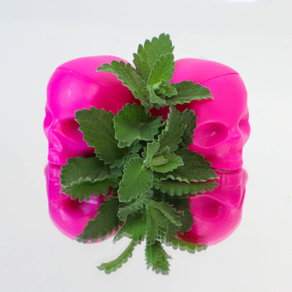 Skull Lip Balm 100% Natural - Hot Pink - Passion Fruit