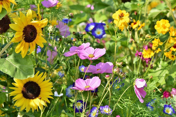 Seed Bombs - DIY Craft Kits