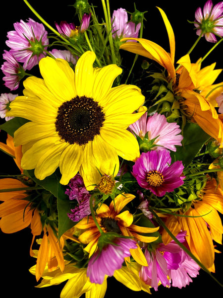 Cut Flower Garden Kit w/ Zinnia, Cosmo, and Sunflower seeds